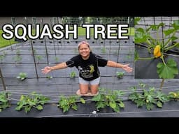 Growing Summer Squash Vertically | Gardening in Kentucky