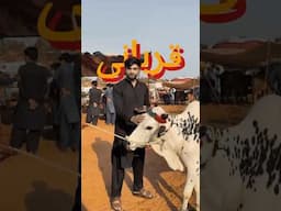 Is This Really Qurbani… or Just a Show?
