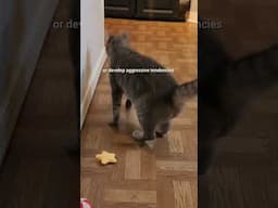 Why it's Important to Play with Your Cat