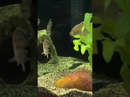 My Hidden *Blue Congo Tetras* Making a Rare Appearance!