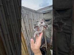 Frilled Dragon #frillednecklizard #frilleddragon #lizard #lizards #reptiles #animals #pets #fyp
