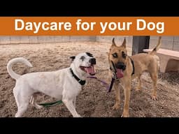 Dog TV Daycare #33