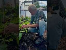 Cordon cucumbers, train and prune young plants #vegetablegardening