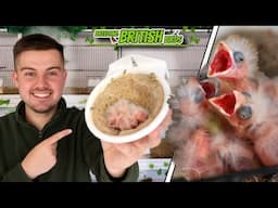 Our FIRST Chicks! | Breeding British Birds S5:Ep2