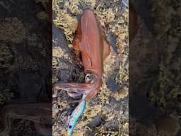 Black Magic Gear catches Squid