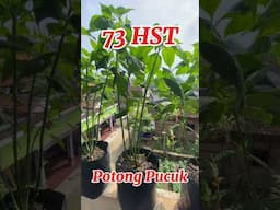 Tanam Cabe tanpa Semai di Polybag / how to plant chilies #caberawit #rawitkaliber #cabepolybag