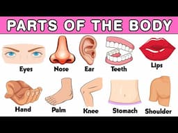 Parts of the body Learn For Kids with Spellings, Hair, eye, Knee, Toe, Mouth, Tooth, Chest, Leg