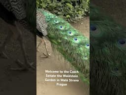 The #czech #senate #Waldstein #garden in #prague has #peacock #koi #fish #ponds #statue #landscape