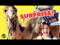 Would YOU RIDE THIS?? 😂 Camel Rides with Kids and Animal Facts!