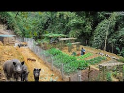 365 DAYS LIVING OFF GRID: Building a Cabin, Barn, Gardening, and Harvesting Organic Fruits