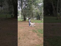 Standard poodle moves sweetly in the ring #dog #shorts #poodle