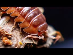 I Started Keeping Roly Poly's As Pets