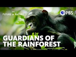 How Chimps and Elephants Keep the Rainforest Alive | Future of Nature