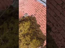 Incredible Moss Removal From These Roof Tiles! #satisfying #roofcleaning