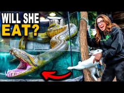 Feeding My Giant Anaconda, 1st Time In Her New Home!