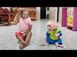 No Parents All Night – Cutis is Sad Confused While Caring for Baby Monkey 😓