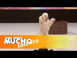 🐶 Hasta los perros quieren participar en este concurso | Ep. 20 Completo | T11 TTMT
