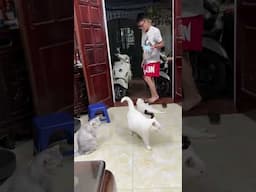 Mùa hè đã tới rùi #malygaugau #malyfamily #shorts | maly.gaugau