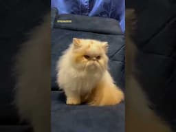 CFA Purebred Persian ❤️ #cat #catmalayalam #catkerala