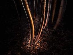 Light Painting Photography in the Forest with the #amaran Pano 60c