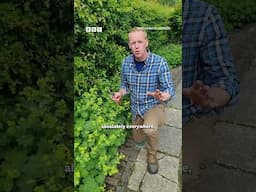Tips for how to stop your ‘good do-er’ plants from spreading around your garden | #BeechgroveGarden