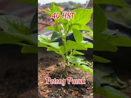 Tanam Cabe tanpa Semai di Polybag / how to plant chilies #caberawit #rawitkaliber #cabepolybag
