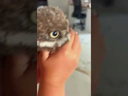 Baby Peach #owl#reels#funny#funnyvideos#baby#viralvideo#indonesia#animals#love#uk#travel#fyp#fun