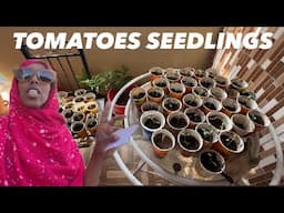OUR HOME GARDEN TOMATOES NURSERY | HARGEISA SOMALILAND 2025