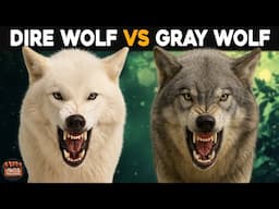 What Is The Difference Between Dire Wolf And Gray Wolf?