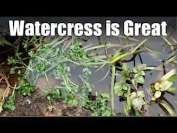 Watercress: The Perfect Inexpensive Pond Plant