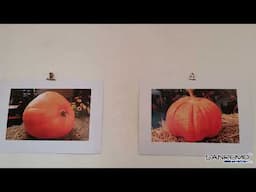 "Festa della zucca a Vallecrosia", reportage fotografico di Salvatore Russo in mostra a Bordighera