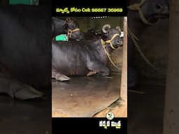 పశువులకు రబ్బరు మ్యాట్లు | Best Rubber Mats for Cow and Buffalo Dairy farm | Karshaka Mitra #Shorts