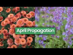 What Propagation Can You Do In April as Perennials Bloom? Chrysanthemums, Nepeta, Gaura & more...