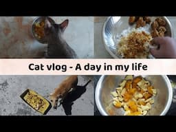 Cat vlog - My CATS are the REAL Star of This SUNDAY Vlog || Tamil Cat vlog - Shami and Sangi channel