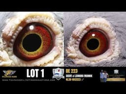 LOT 1 MUNNIK 223 ♂
