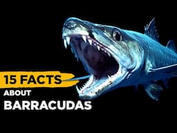 15 Fascinating Facts About Barracudas