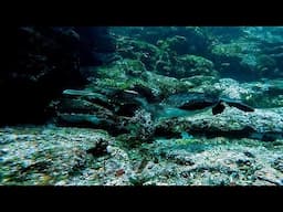 Cormorant hunts for fish in the crevices in Galapagos Islands