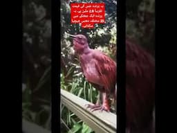 یہ پرندہ جس کی قیمت تقریباً 2.8 ملین ہے #viralvideo #shorts #duet #imrankhan