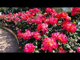 Most Beautiful Rose Garden in San Diego California | Cali Que Em