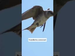 SIX Birds That LOVE To Eat Mosquitoes
