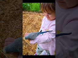 Meet the Tiny Bird That Can Transform Your Life!