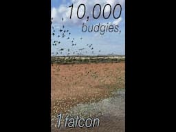 Watch what happens when a Black Falcon hunts among 10,000 budgies in the desert.