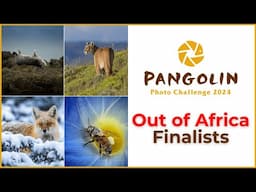 Wildlife Photography From Around The World | Pangolin Photo Challenge