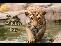 It's #WorldWildlfeDay!