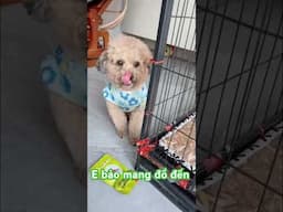 còn mang đồ đến 0974809436 # shorts # funny