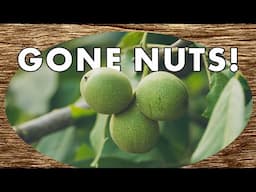 Starting My Walnut Grove