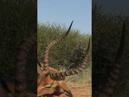 Hunting Impala with RW Safaris and African Sun Productions #hunting #huntlife
