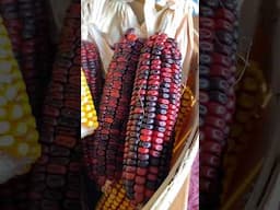 PSA about “Ornamental Corn” 🌽🌮 #growyourownfood #urbanfarming #gardeningtips #gardening