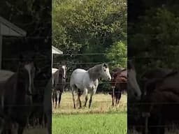 Neighbors got 5 new Horses! 🐴