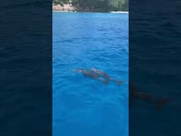 Dolphins Welcome Us to North Island, Seychelles #seychellesislands #marineconservation